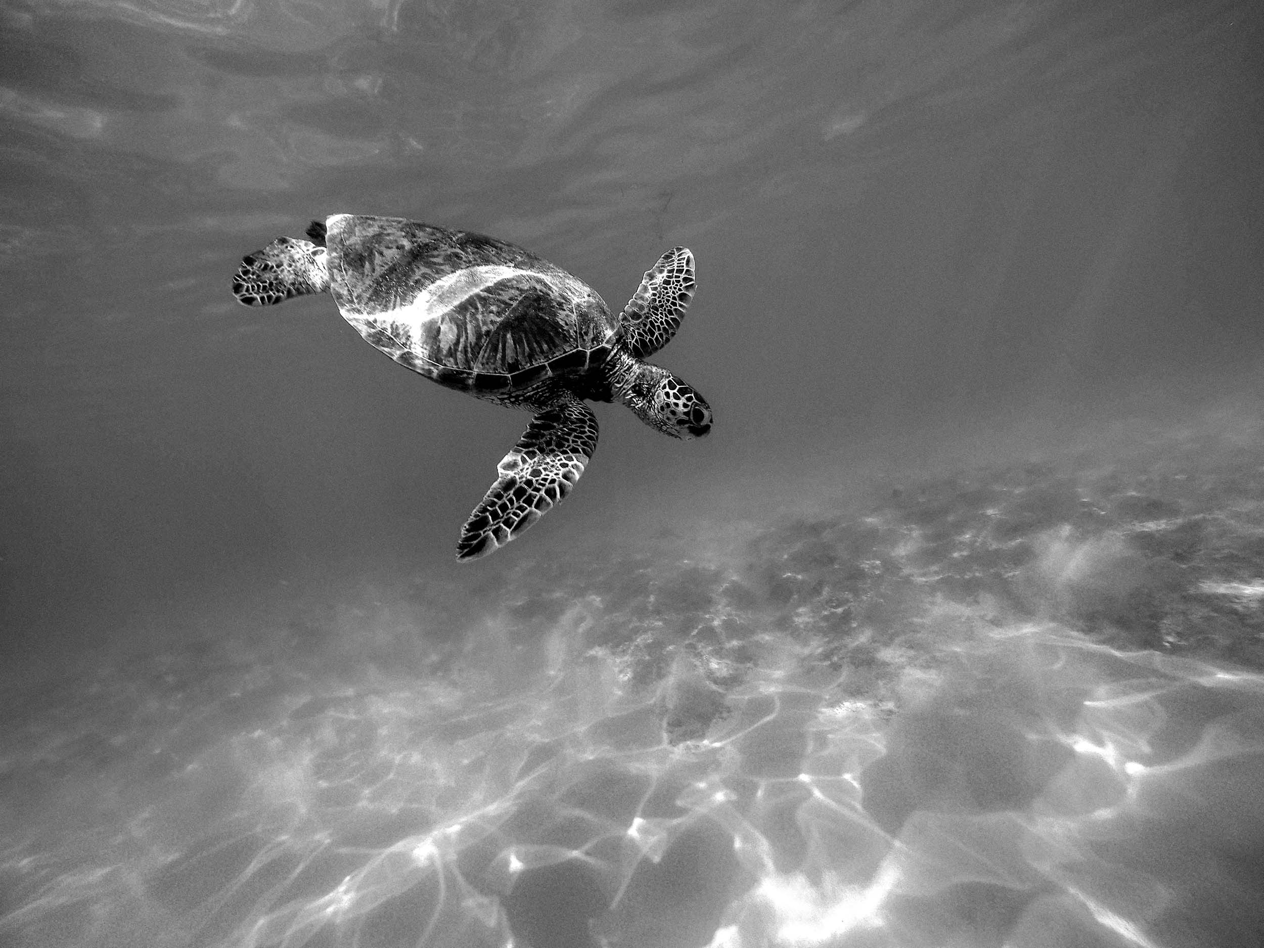 Snorkeling & Diving - Wailea Hills